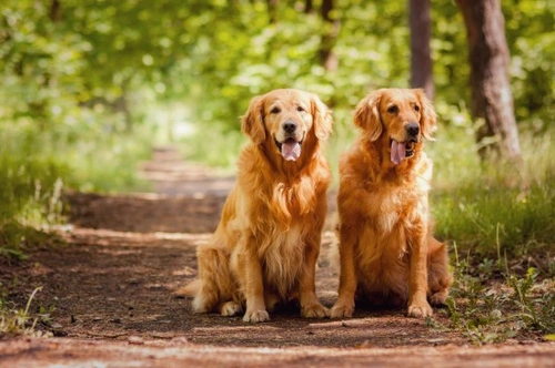 Unneutered Dog Behaviour: What to Expect and Manage
