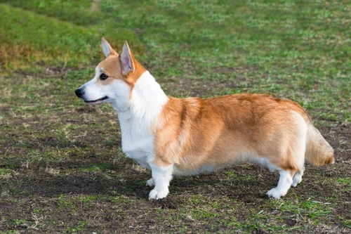 Does Kennel Club Pedigree Registration Ensure Health Testing?