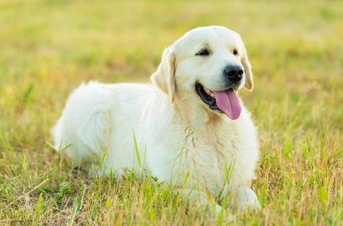 Hypoglycemia in Dogs: Causes, Signs, Treatment & Care