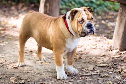 Pulmonic Stenosis in Dogs: Causes, Diagnosis & Treatment