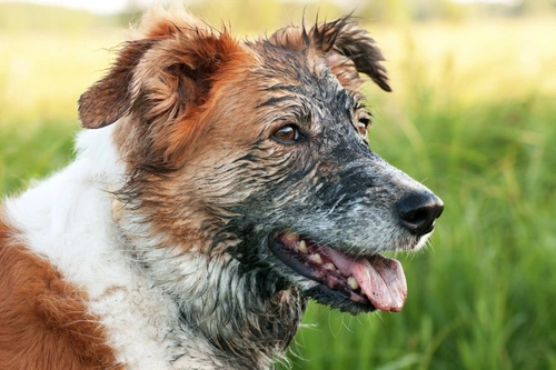Can you stop your dog from getting filthy on walks?