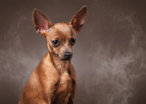 Nicotine poisoning in pets: risks, symptoms & treatment