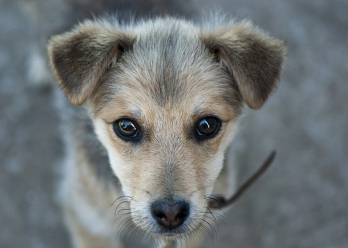 How Long Does It Take for an Adopted Dog to Settle?