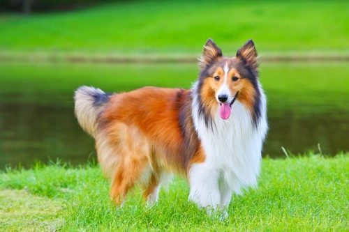 Cómo saber si el perro pastor de Shetland es para ti