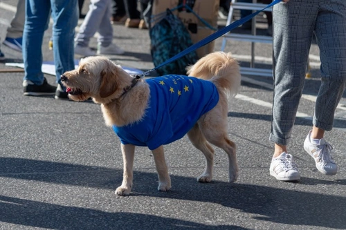 No Deal Brexit Implications for UK Pet Travel & Care