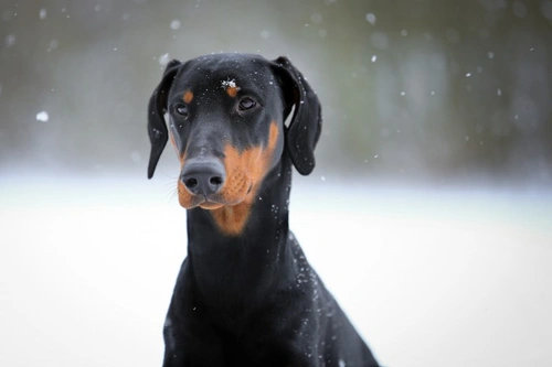 Doberman Cervical Disc Disease: Causes, Symptoms & Treatment
