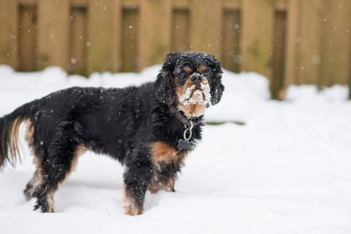 King Charles spaniel: regal history and modern controversies