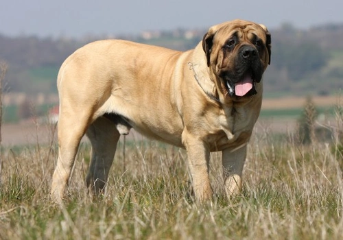 8 Wrinkly Dog Breeds That Will Melt Your Heart
