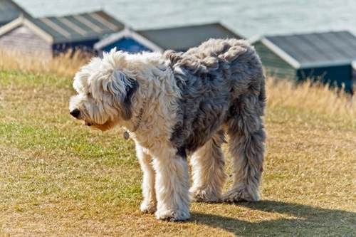 How to Keep an Old English Sheepdog's Coat Looking Great