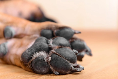 What factors cause cracked paws in dogs?
