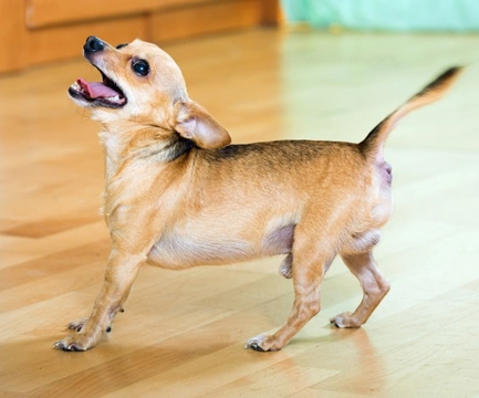 ¿Tu perro ladra sin motivo? Descubre por qué y qué hacer