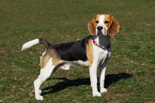 Dog DNA Testing for Cobalamin Malabsorption Explained