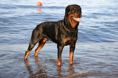 Why were many dog breeds historically tail docked?
