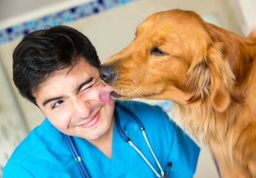 Pancreatitis en perros: síntomas, causas y tratamiento