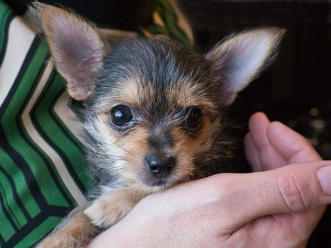 Designer and Hybrid Dogs: What Are They?