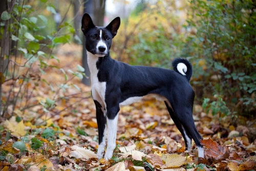 Immune mediated haemolytic anaemia in dogs: symptoms and treatment