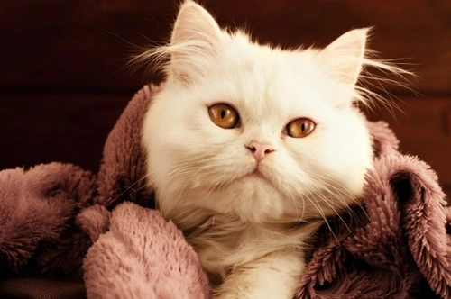 Cómo mantener feliz a tu gato en invierno: 7 consejos esenciales