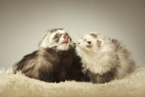 Ferrets and Coat Shedding: What You Need to Know