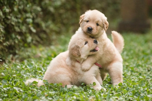 Buying a Pet: How to Avoid Scams and Pitfalls