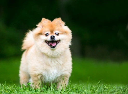 5 German Dog Breeds You Might Not Know Originated in Germany