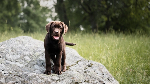 Hjälp – vilket foder ska jag välja? Foderskola för hund- och kattägare