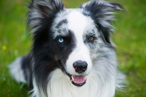 Head shaking in dogs: Causes and when to get help