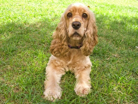 Hernias en perros: Tipos, síntomas, causas y tratamientos