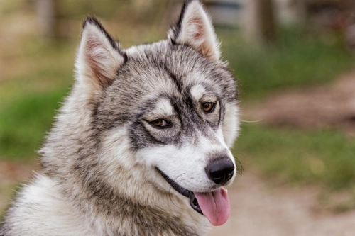 Discoid Lupus in Dogs: Causes, Symptoms & Treatment
