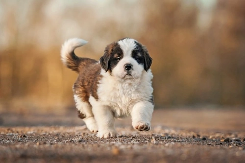 5 Ways You Might Be Sabotaging Your Dog’s Recall