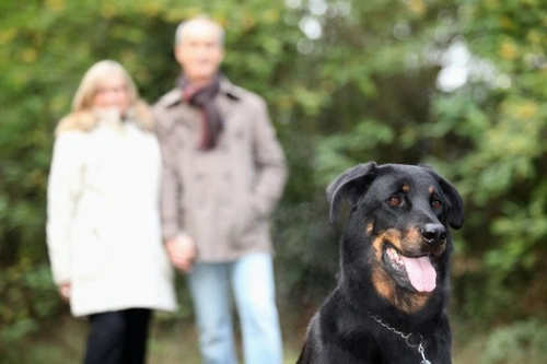 Cómo ganar experiencia con perros sin tener uno