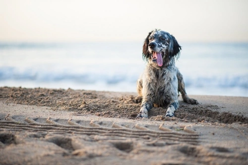 Is it dangerous if a dog swallows or eats sand?