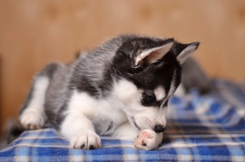 Why do dogs lick wounds and does it aid healing?