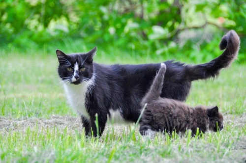 Cat Tail Injuries: Causes, Symptoms & Treatment Guide