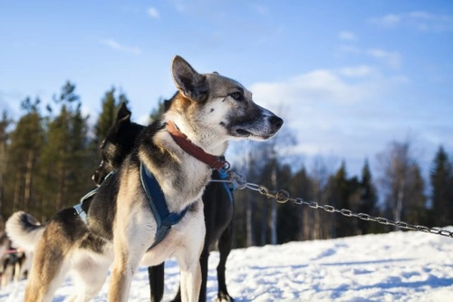 8 Dogs Built for Speed: Fastest Canine Breeds Explained