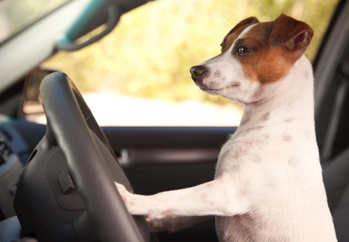 Ten effective ways to reduce dog motion sickness without meds