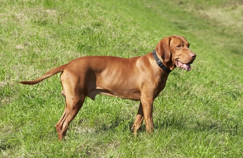 Vizsla inflammatory polymyopathy: UK guide for Hungarian Vizsla owners