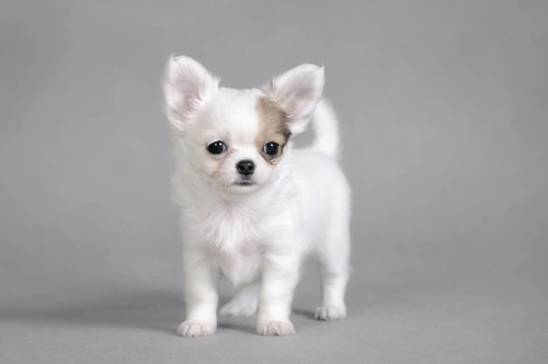 Breathing Problems in the Chihuahua: Causes, Signs & Care