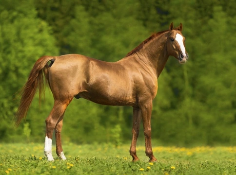 Learned vs Natural Behaviour in Horses: Key Differences