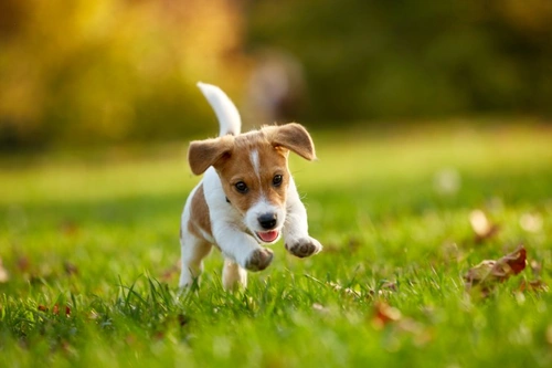 Cómo gestionar la primera visita de tu cachorro al parque canino