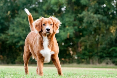 Enfermedad de Addison Juvenil en Nova Scotia Duck Tolling Retrievers
