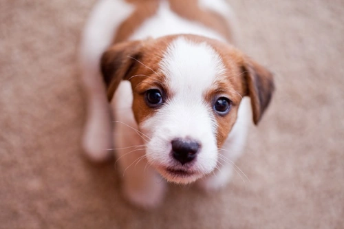 Complete Guide to Canine Infectious Respiratory Disease (Kennel Cough)