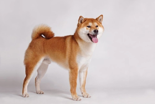 Most Expensive Small Dog Breeds in the UK: Costs & Reasons