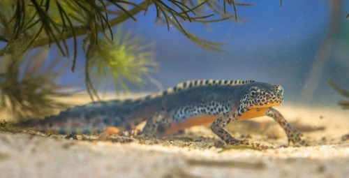 Keeping a Newt: Complete Care Guide for Newt Pets