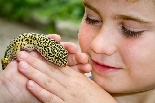 Salmonella in Reptiles & Humans: Risks and Prevention