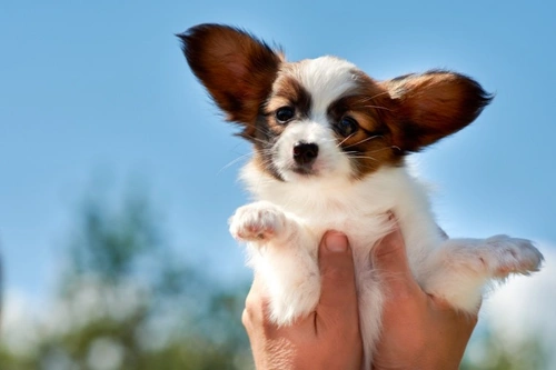 Frequently asked questions about kennel cough in dogs