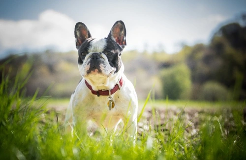 Skin cancer in dogs: Frequently asked questions answered