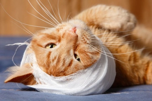 Pet Insurance Myths and Facts Explained