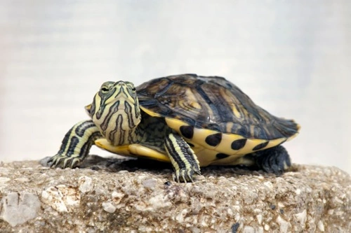Your First Terrapin: Essential Guide to Pet Care