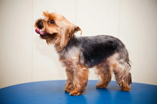 Coping with Atopic Dermatitis in Yorkshire Terriers: 7 Key Steps