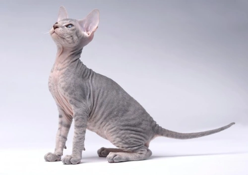 ¿Es el Peterbald la raza de gato adecuada para ti?